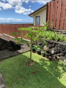 young papaya tree planted in a garden in Aiea, Hawaii